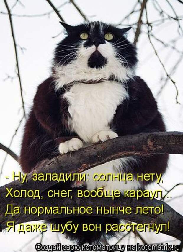 Лучшие котоматрицы недели (50 фото)