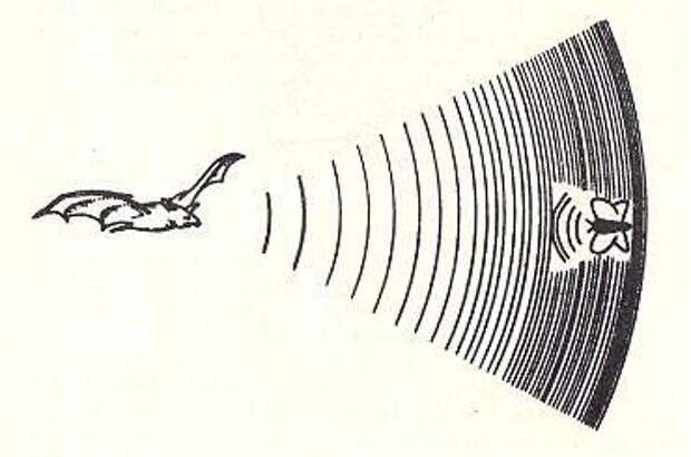 Ультразвук рисунок. Эхолокация летучих мышей схема. Эхолокация птиц. Летучие мыши и инфразвук. Эхолокация Бионика.