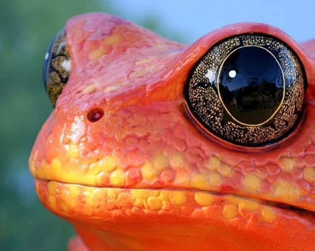 Красная лягушка смотрит на мир. животные, фото, это интересно