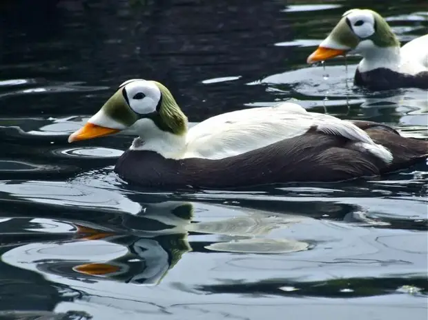 Spectacled Eider