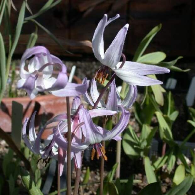 Erythronium_hendersonii (478x480, 38Kb)