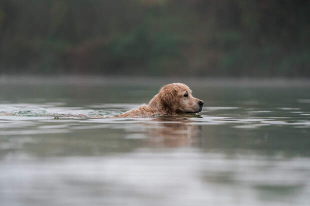 В Махачкале мужчина спас тонувших кошек и собак из затопленного приюта