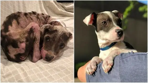 До и после того, как как их спасли и подарили дом