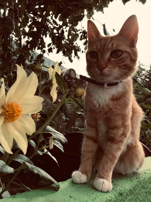 рыжий кот
