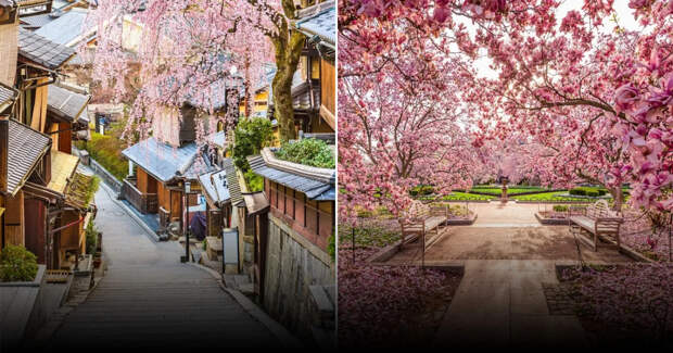 10 лучших мест в мире, чтобы полюбоваться цветением сакуры в 2026 году