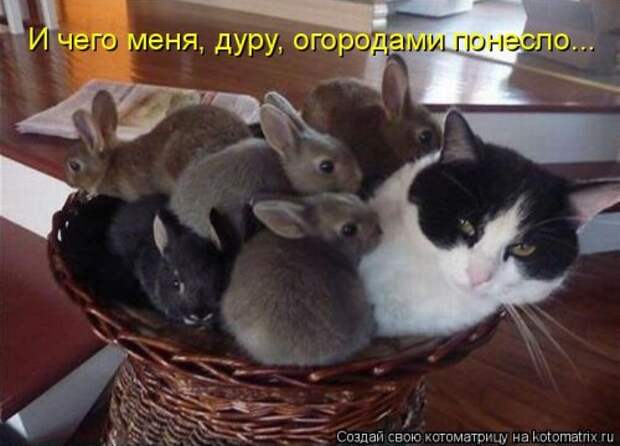 Новая котоматрица (44 шт)