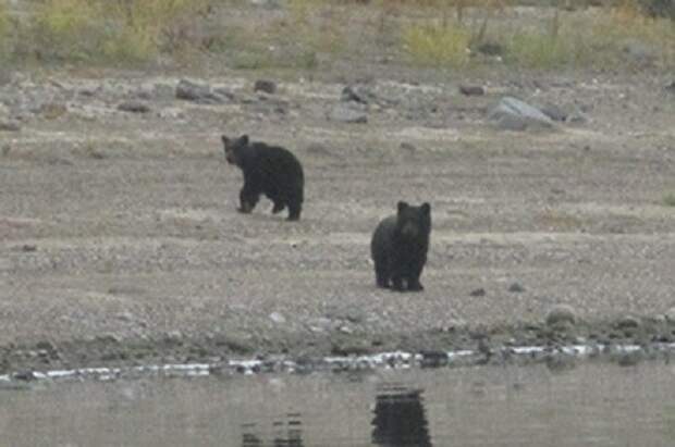 Расставание медвежат с мамой-медведицей животные, медветь