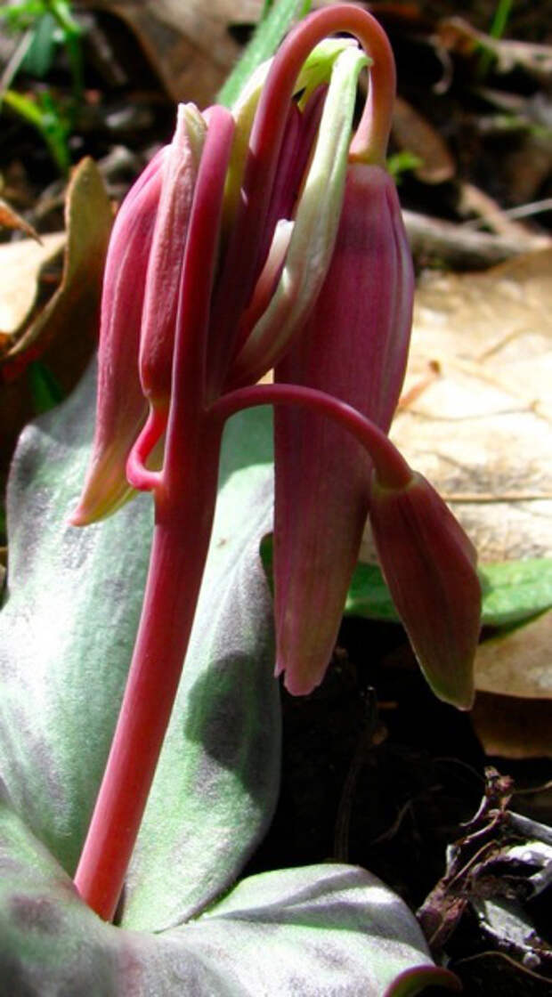 erythronium-buds_5687 (332x600, 82Kb)