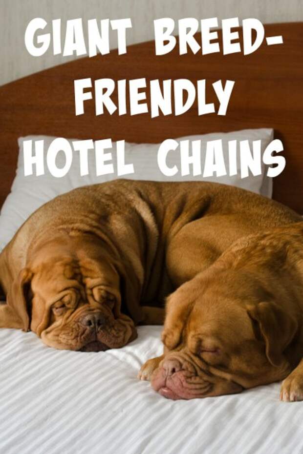 Traveling with giant breed dogs can be difficult, but it doesn't have to be! Here are our top picks for hotel chains that allow dogs of any size to stay for free!