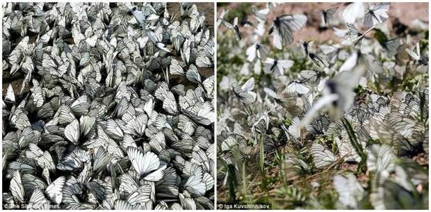 Эффект бабочки по-сибирски: тысячи насекомых заполонили города Сибири бабочки, живность, насекомые, нашествие, природа, россия, сибирь, фото