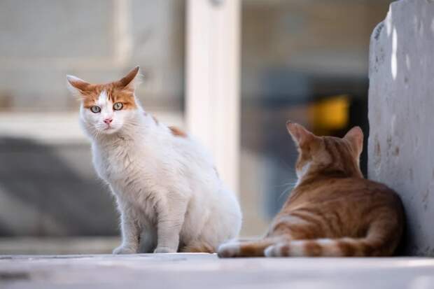 В Японии создали вакцину, помогающую кошкам дожить до 30 лет