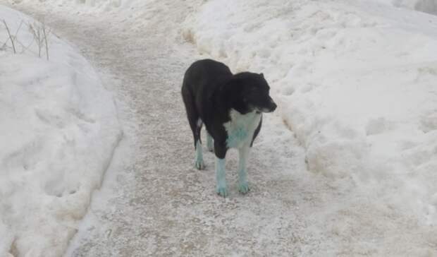 Администрация Дзержинска подтвердила появление новых голубых собак на химпредприятии