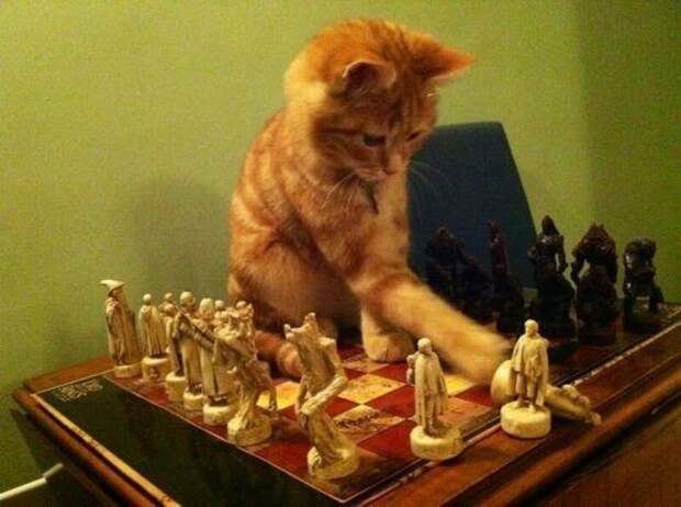 Забавный котопост)