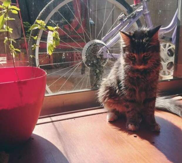 20 животных, которые крепко обиделись раз и навсегда
