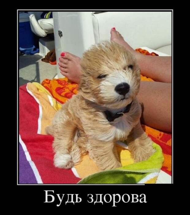 Демотиваторы (20 фото)