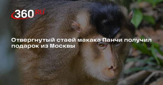 Московский зоопарк передал макаке Панчи игрушку от морского зайца Макса
