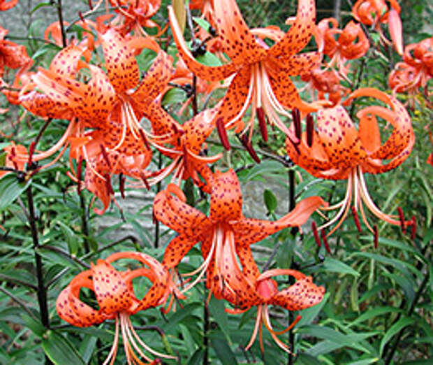 Лилия тигровая (Lilium tigrinum)