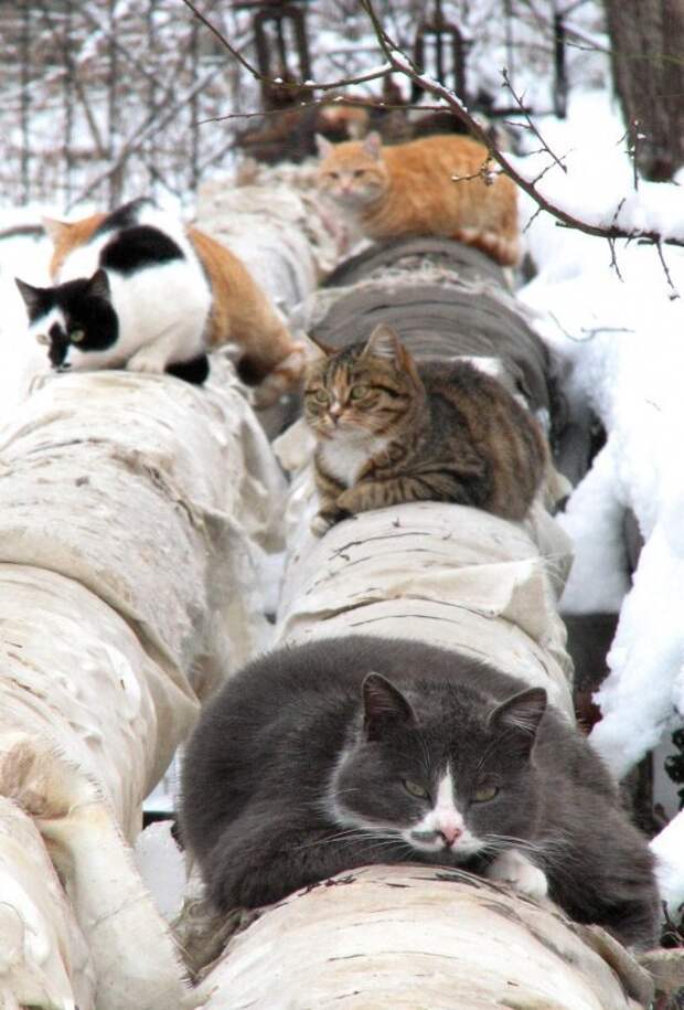 Мерзлявые коты коты, тепло, фото