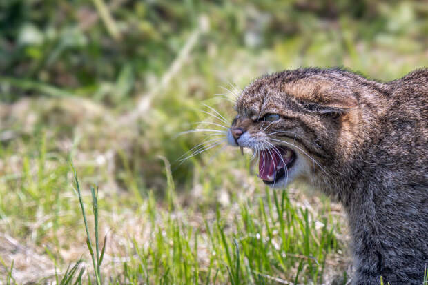 "Би-би-си": в Европе фотоловушки поймали до 140 тысяч лесных котов