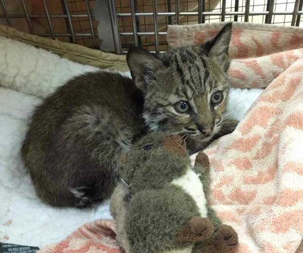 Водитель автомобиля остановился чтобы подобрать котенка, сидящего на дороге, но, оказалось, это был не котенок