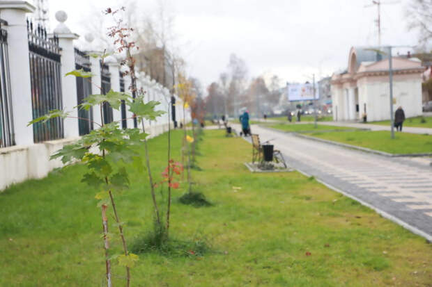 Архангелогородцы испортили Рябиновую аллею четырьмя кленами