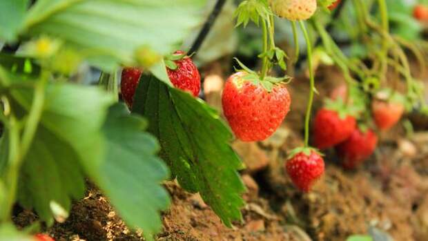 Неожиданно: как заставить вашу клубнику плодоносить нон-стоп