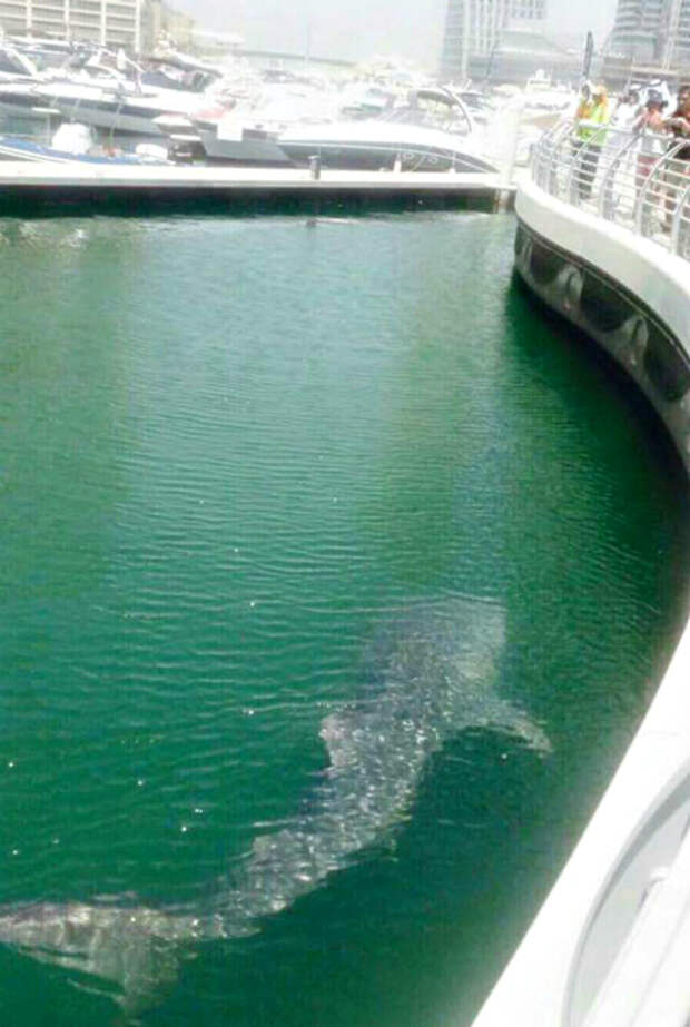 Китовая акула в Dubai Marina.