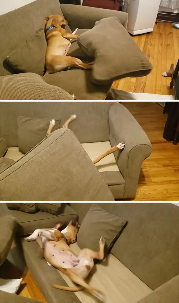 13 драматичных фото из серии «Ой! Моя собака, кажись, сломалась!»