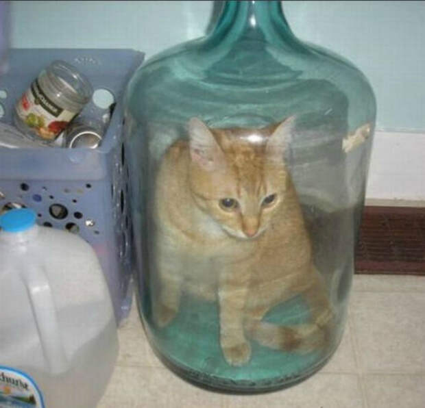 Кот в ловушке.