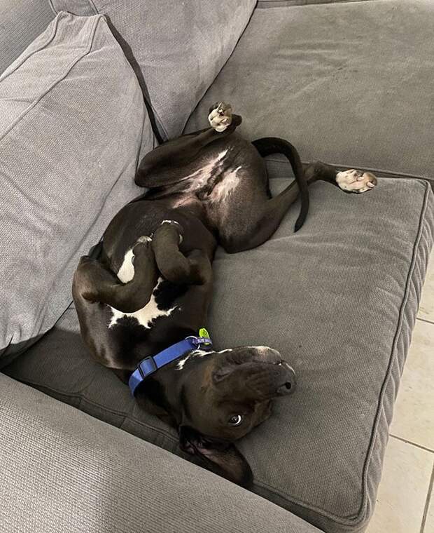 Bigpicture.ru забавных фото с животными, которые гарантированно поднимут вам настроение