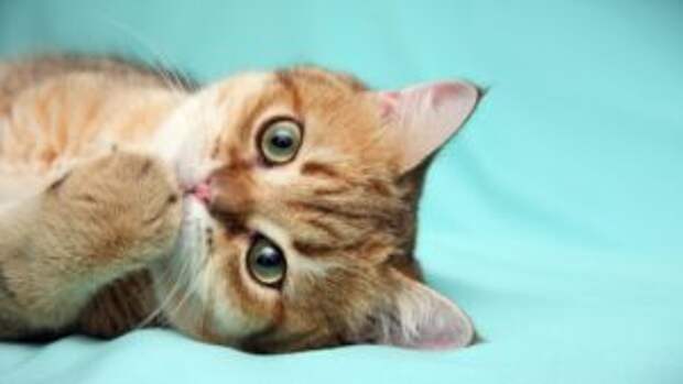 cat_eyes_paw_animals_hd-wallpaper-238850