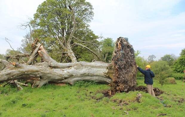 Сильнейший шторм повалил 200-летнее дерево. То, что нашли в его корнях, повергло археологов в шок!