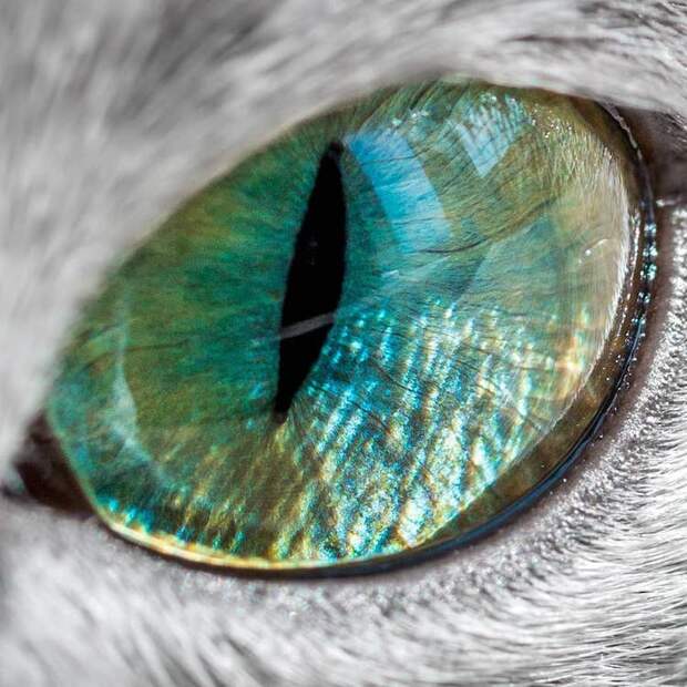 russian-blue-cats-22.jpg russian-blue-cats-22.jpg