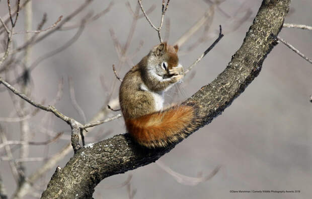 Необычный конкурс Comedy Wildlife Photography Awards 2019