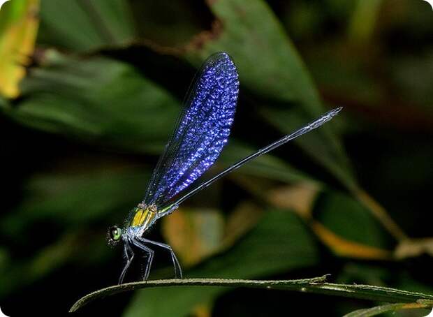 Равнокрылая стрекоза Vestalis amethystina