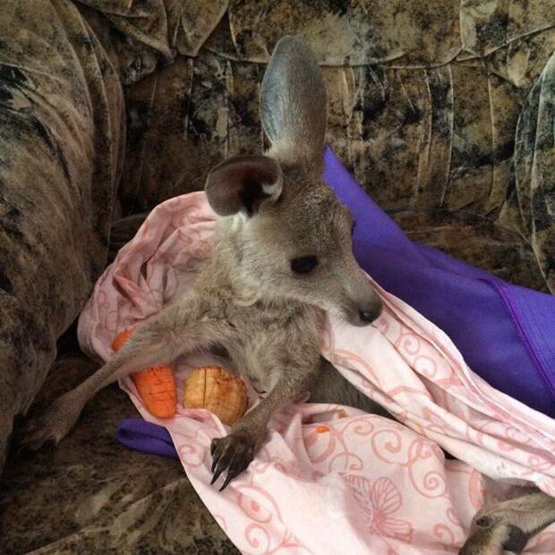 В Новосибирском зоопарке впервые искусственно выкармливают детеныша кенгуру