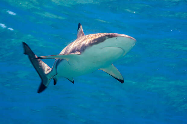 РИА Новости: на курортах Ближнего Востока туристам угрожает нападение акул