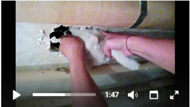 В Челябинской области спасли кошку, которая неделю сидела в вентиляционной трубе