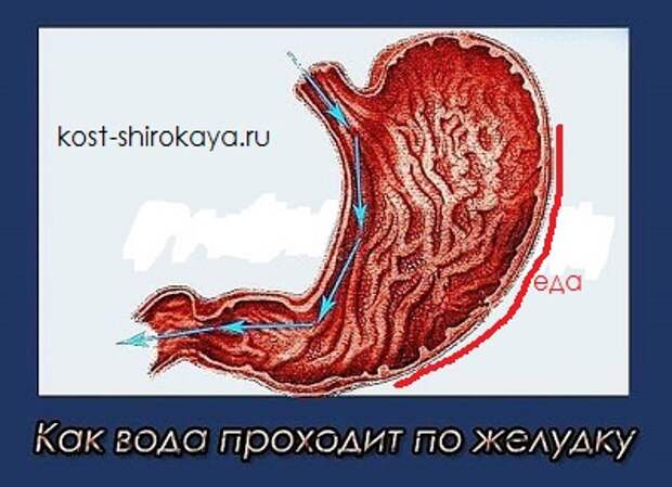 Можно пить во время еды,запивать еду водой?