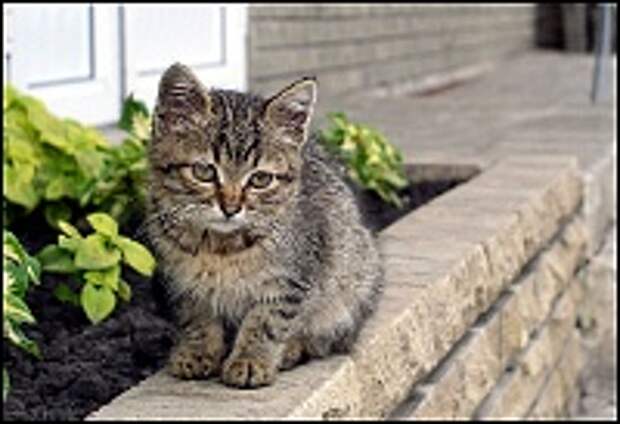 Кошки и Котята 7