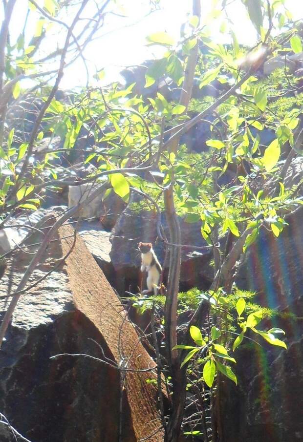 Интересные и веселые картинки картинки, прикол, юмор