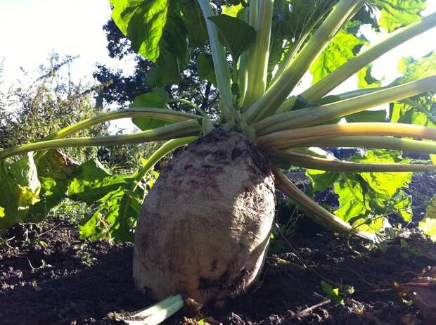 чем полезна свекла для организма человека