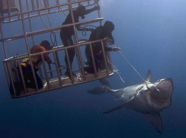 Как погладить большую белую акулу