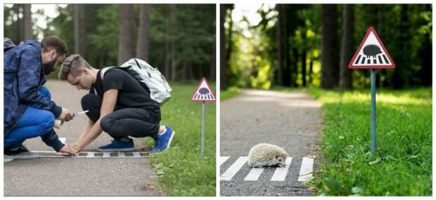 Дорожный переход для ежиков, Литва доброта, животные, мир