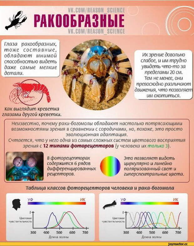 Презентация на тему как видят животные