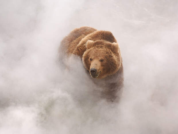Обжигают ли медведи лапы в гейзерах? гейзер, медведь, огонь, ожог