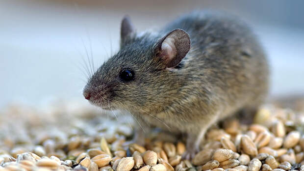 Новосибирские учёные на мышах тестируют препарат, снижающий температуру тела