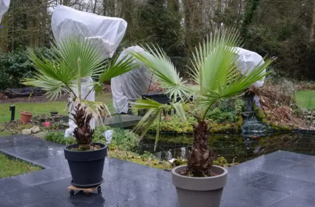   (Washingtonia filifera)        ,     .