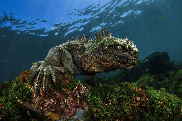 Эту морскую игуану на Галапагосских островах легко можно спутать с настоящим динозавром. Работа Дэмиен Мауриц (Damien Mauric) Underwater Photographer of the Year, животные, под водой, фото