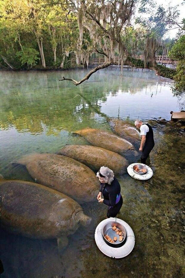 Подношение духам воды... Подношение духам воды...